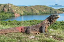 Komodo dragons, Pink Beach and snorkelling full-day adventure