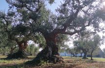 Olive oil tour and tasting in Itria Valley