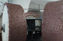 Olive oil tour and tasting in Itria Valley