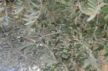 Olive oil tour and tasting in Itria Valley