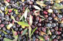 Olive oil tour and tasting in Itria Valley