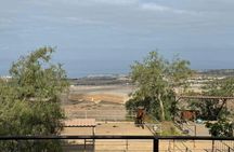 1-hour horseback ride in Southern Tenerife