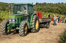 Umbrian wine tasting at Tenuta di Corbara