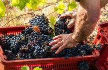 Umbrian wine tasting at Tenuta di Corbara