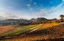 A journey through Barolo's finest vintages