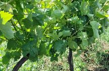 Full-day Etna Wine Bus tour with wine and food tasting