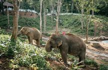 Phuket half-day elephant conservation and feeding experience