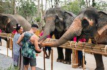 Phuket half-day elephant conservation and feeding experience