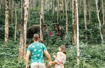Phuket half-day elephant conservation and feeding experience