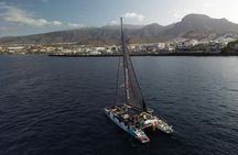 5 hour whale and dolphin watching on an eco-catamaran