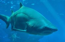 Mallorca sightseen pass with key attractions and eSIM