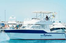 Gran Canaria dolphin watching morning experience