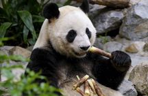 Private Guided Tour to Temple of Heaven, Panda House and Summer Palace