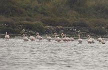 Birdwatching boat tour in Lisbon