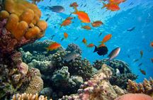 Intro diving for beginners and Red Sea cruise in Sharm El Sheikh