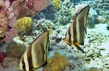Sea trip and submarine on Liberty Catamaran from Sharm el-Sheikh