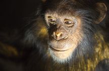 Berlin Natural History Museum guided audio tour ticket