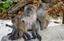 Maya Bay and Phi Phi islands speedboat adventure with lunch