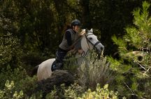 Dynamic horseback adventure through rural Mallorca