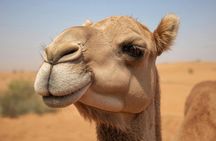 Desert safari with camel ride, sandboarding and buggy ride