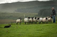 Connemara, Killary sheep farm and Galway day trip from Dublin