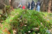 Heidelberg mushroom foraging guided hike