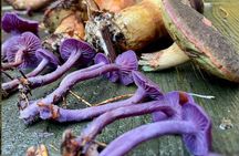 Heidelberg mushroom foraging guided hike