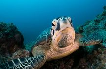 Mauritius submarine tour