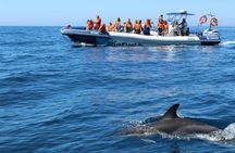 Dolphin spotting guided tour by boat from Lagos
