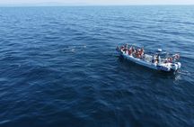 Dolphin spotting guided tour by boat from Lagos