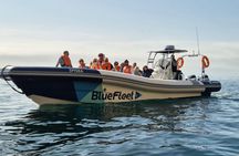 Dolphin spotting guided tour by boat from Lagos