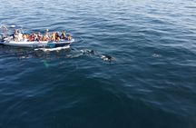 Dolphin spotting guided tour by boat from Lagos