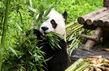 Private Guided Tour to Temple of Heaven, Panda House and Summer Palace