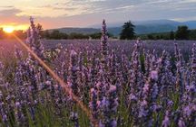 Sunset lavender guided tour from Aix-en-Provence