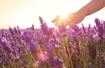 Sunset lavender guided tour from Aix-en-Provence