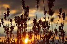 Sunset lavender guided tour from Aix-en-Provence