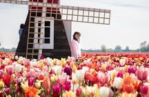 Tulip experience self-guided half-day tour in Amsterdam
