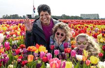 Tulip experience self-guided half-day tour in Amsterdam
