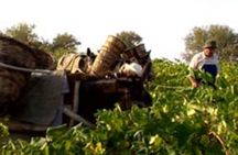 Commandaria wine full-day culinary tour from Limassol