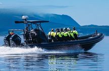 Mostraumen fjord safari tour in a premium RIB boat
