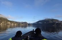 Mostraumen fjord safari tour in a premium RIB boat