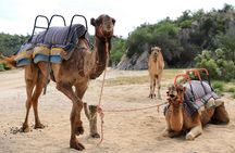 Wild Canyon Park total experience