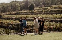 5 or 4 Wines and Food Tasting in Etna Regional Park with Winery Tour