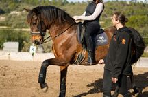 Advanced classical riding lesson with PRE Horses in Mallorca