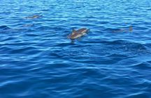 Mauritius dolphin watching speedboat tour