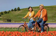 Tulip Fields bike tour near Keukenhof with transfer and digital guide