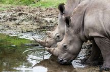 Hluhluwe-iMfolozi Park wildlife safari from Durban