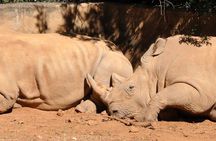 Hluhluwe-iMfolozi Park wildlife safari from Durban