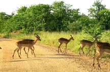 Hluhluwe-iMfolozi Park wildlife safari from Durban