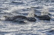 Sunrise dolphin watching excursion in Mallorca